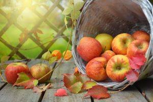 Как подготовить яблони к зиме